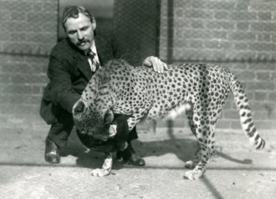 Opiekun Charles Dixon z figlarnym gepardem w londyńskim zoo, październik 1922 r. autorstwa Frederick William Bond