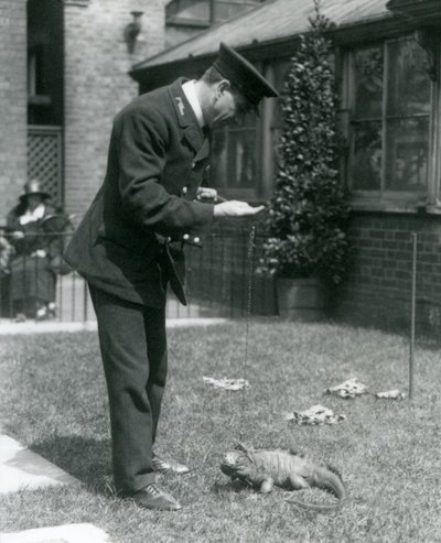 Keeper Collins na trawniku w londyńskim zoo z iguaną w chmurach skalnych na smyczy, londyńskie zoo, 1924 autorstwa Frederick William Bond