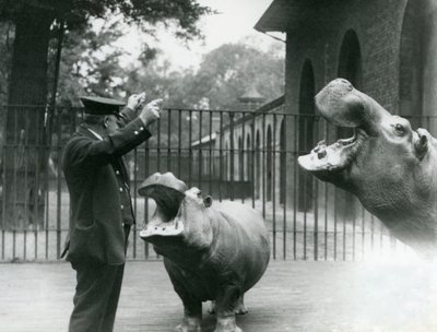 Opiekun Ernie Bowman z hipopotamami Bobbie i Joan w londyńskim zoo, lipiec 1923 (zdjęcie bw) autorstwa Frederick William Bond