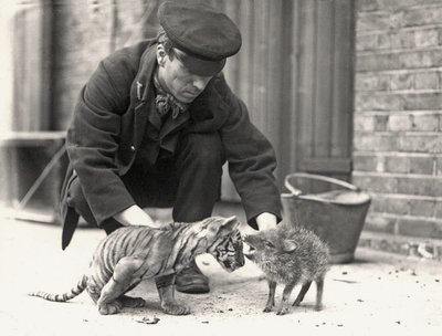 Opiekun, H. Warwick, z młodym tygrysem i pekari, zrobione w ZSL London Zoo, maj 1914 r. autorstwa Frederick William Bond