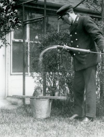 Opiekun Thomas Raggetta pod prysznicem Tawny Frogmouth, Londyńskie Zoo, 1924 autorstwa Frederick William Bond