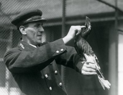 Opiekun, Thomas Raggett, głaszcząc dzioborożca indyjskiego pod jego rachunkiem w londyńskim zoo, 1924 autorstwa Frederick William Bond