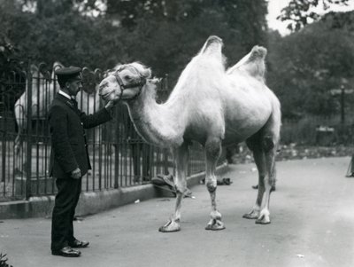 Keeper W. Styles z wielbłądem dwugarbnym w londyńskim zoo, lipiec 1914 autorstwa Frederick William Bond