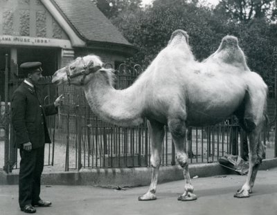 Keeper W. Styles, z wielbłądem dwugarbnym, przed Lama House w londyńskim zoo, lipiec 1914 autorstwa Frederick William Bond