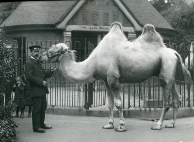 Keeper W. Styles, z wielbłądem dwugarbnym, przed Lama House w londyńskim zoo, lipiec 1914 autorstwa Frederick William Bond