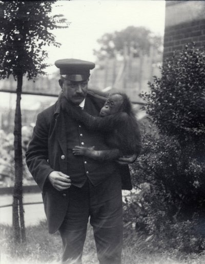 Keeper Z. Rodwell trzymający młodego orangutana w londyńskim zoo, październik 1913 autorstwa Frederick William Bond