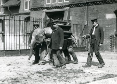 Opiekunowie Jack Milbourne, H Robertson i Thomas szkolą młodego słonia azjatyckiego, londyńskie zoo, maj 1922 (zdjęcie bw) autorstwa Frederick William Bond