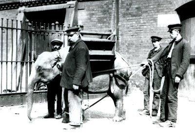 Opiekunowie Jack Milbourne, H Robertson i Thomas szkolą młodego słonia azjatyckiego, londyńskie zoo, maj 1922 (zdjęcie bw) autorstwa Frederick William Bond
