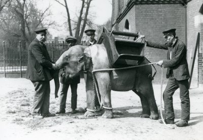 Opiekunowie Jack Milbourne, H Robertson i Thomas trenują młodego słonia azjatyckiego, londyńskie zoo, maj 1922 (mc. zdjęcie) autorstwa Frederick William Bond
