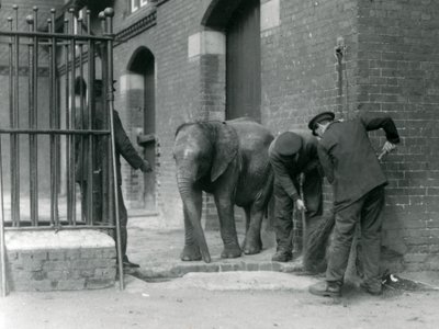 Opiekunowie z młodym samcem słonia afrykańskiego Kiberenge, londyńskie zoo, 1924 autorstwa Frederick William Bond