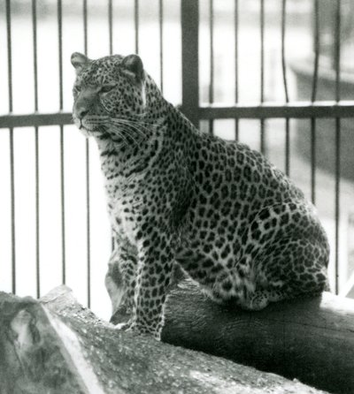 Leopard Rex siedzący na kłodzie w swojej zagrodzie w londyńskim zoo w czerwcu 1925 r. autorstwa Frederick William Bond