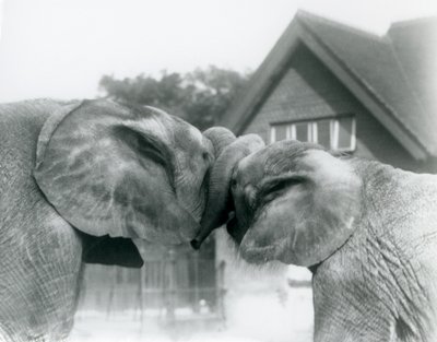 Samiec słonia afrykańskiego Kiberenge i samica słonia afrykańskiego Hango witają się, wiążąc pnie w londyńskim zoo w październiku 1927 roku. Kiberenge został przedstawiony w londyńskim zoo przez H.E. Sir Horacy Byatt autorstwa Frederick William Bond