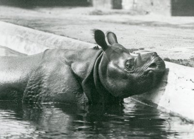 Samiec nosorożca indyjskiego Felix podczas kąpieli w swoim basenie w londyńskim zoo w czerwcu 1928 r. autorstwa Frederick William Bond