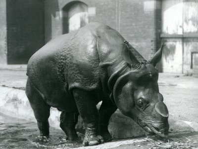 Samiec nosorożca indyjskiego Felix opuszcza swój basen w londyńskim zoo w 1928 r. autorstwa Frederick William Bond