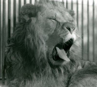 Samiec lwa, Abdullah, ziewa w swoim wybiegu w londyńskim zoo w 1925 r. autorstwa Frederick William Bond