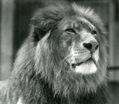 Samiec lwa Kuja w londyńskim zoo w sierpniu 1924 r. autorstwa Frederick William Bond