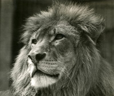 Samiec lwa Kuja w londyńskim zoo w sierpniu 1924 r. autorstwa Frederick William Bond