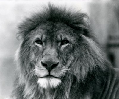 Samiec lwa Kuja w londyńskim zoo w styczniu 1925 r. autorstwa Frederick William Bond