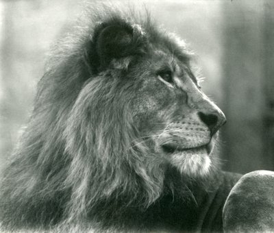 Samiec lwa Kuja w londyńskim zoo w styczniu 1925 r. autorstwa Frederick William Bond