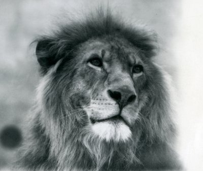 Samiec lwa Kuja w londyńskim zoo w styczniu 1925 r. autorstwa Frederick William Bond