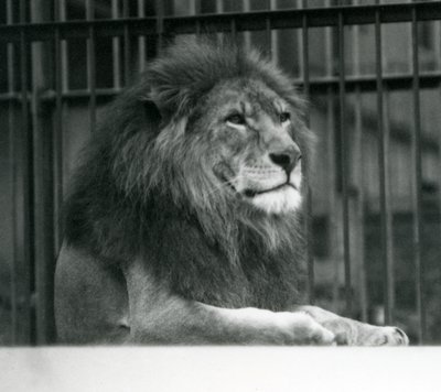 Samiec lwa „Kuja” leżący w swojej zagrodzie w londyńskim zoo w styczniu 1925 r. (zdjęcie czarno-białe) autorstwa Frederick William Bond