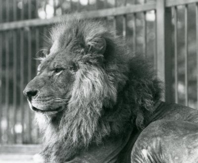 Samiec Lwa Toto leżący w swojej zagrodzie w londyńskim zoo we wrześniu 1927 r. autorstwa Frederick William Bond