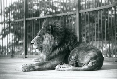 Samiec Lwa Toto leżący w swojej zagrodzie w londyńskim zoo we wrześniu 1927 r. autorstwa Frederick William Bond
