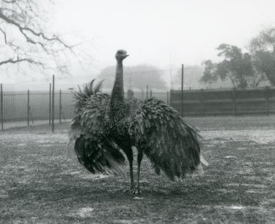 Pokaz męskich połączeń przez Greater Rhea, londyńskie zoo autorstwa Frederick William Bond