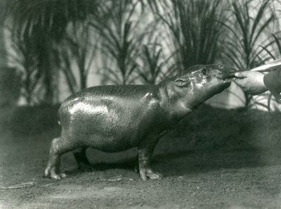 Percy, młody hipopotam karłowaty karmiony z ręki w londyńskim zoo, listopad 1923 (mc. zdjęcie) autorstwa Frederick William Bond