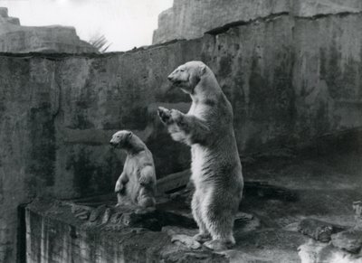 Niedźwiedzie polarne "Sam" i "Barbara" stoją na tylnych łapach, wyglądając ze swojego wybiegu w londyńskim zoo, marzec 1921 r. autorstwa Frederick William Bond