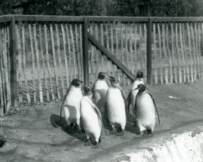 Sześć pingwinów królewskich spacerujących przy basenie w londyńskim zoo w 1927 r. autorstwa Frederick William Bond