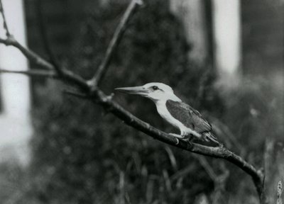 Zimorodek bocianowaty odpoczywający na gałęzi, ten podgatunek pochodzi z Archipelagu Sulu na Filipinach, Londyńskie Zoo autorstwa Frederick William Bond