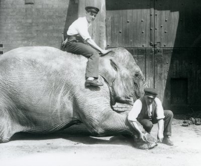 Sundermalah, której przednia stopa jest przycięta przez jednego opiekuna, z pilnikiem, podczas gdy inny siedzi na jej plecach, Londyńskie Zoo, sierpień 1926 autorstwa Frederick William Bond