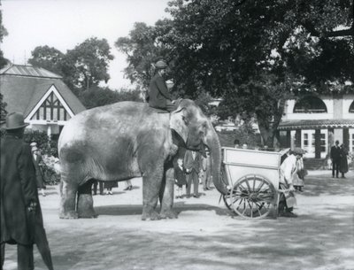 Syed Ali jadący Indiarani za taczką, londyńskie zoo, październik 1925 autorstwa Frederick William Bond