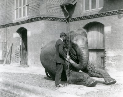 Syed Ali, trenujący Indiarani przed Elephant House, londyńskie zoo, sierpień 1923 (m.b. zdjęcie) autorstwa Frederick William Bond