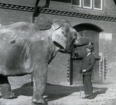 Syed Ali trenujący Indiarani przed Elephant House, londyńskie zoo, październik 1925 autorstwa Frederick William Bond