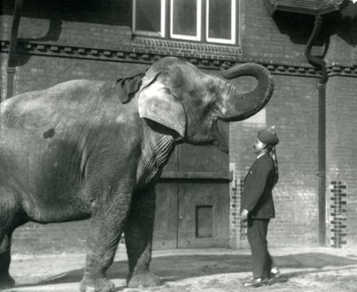 Syed Ali trenujący Indiarani przed Elephant House, londyńskie zoo, październik 1925 autorstwa Frederick William Bond