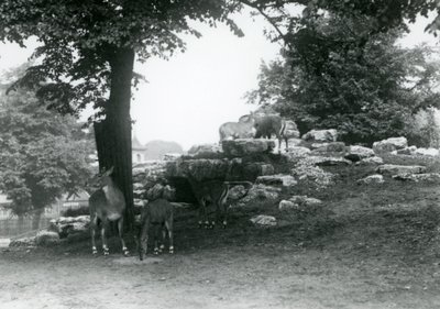 ElandAntelope Paddock w londyńskim zoo w 1924 r autorstwa Frederick William Bond