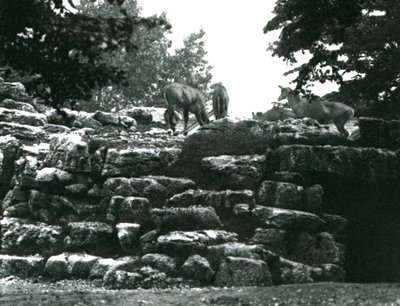 Paddock ElandAntelope w londyńskim zoo w czerwcu 1924 r. autorstwa Frederick William Bond
