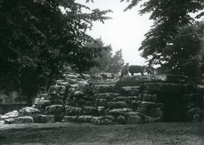 Paddock ElandAntelope w londyńskim zoo w czerwcu 1924 r. autorstwa Frederick William Bond