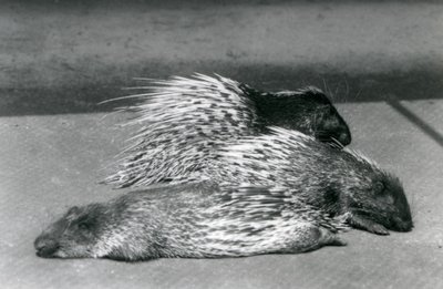 Trzy jeżozwierze południowoafrykańskie przylądka, londyńskie zoo, 1925 r autorstwa Frederick William Bond