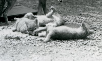 Trzy szczeniaki Coyote tarzają się po ziemi u stóp matki, londyńskie zoo autorstwa Frederick William Bond