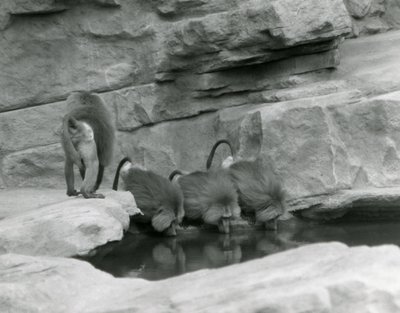 Trzy święte pawiany piją z basenu w swoim skalistym wybiegu, podczas gdy czwarty odchodzi, londyńskie zoo, czerwiec 1925 autorstwa Frederick William Bond