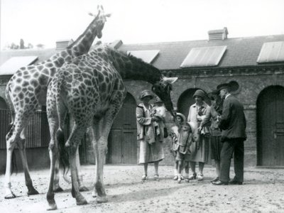 Trzy panie z trójką małych dzieci odwiedzają żyrafę na ich wybiegu przed Giraffe House, londyńskie zoo, lipiec 1926 autorstwa Frederick William Bond