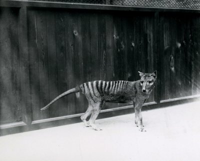 Wilk wilkołak tasmański w londyńskim zoo, przed 1930 r autorstwa Frederick William Bond