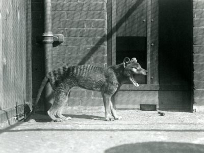 Wilk workowaty / Wilk tasmański w londyńskim zoo w sierpniu 1926 (zdjęcie czarno-białe) autorstwa Frederick William Bond