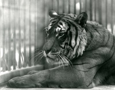 Tygrys Sam w londyńskim zoo, 1925 autorstwa Frederick William Bond