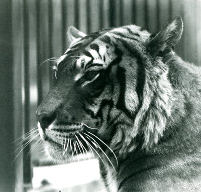 Tiger Sam w londyńskim zoo w 1925 r. autorstwa Frederick William Bond
