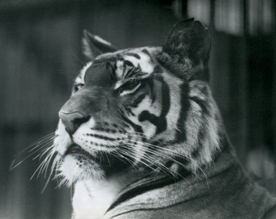 Tigress Sally w londyńskim zoo w 1927 r. autorstwa Frederick William Bond