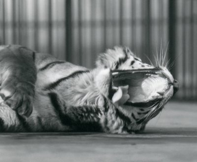 Tygrysica „Sally”, ziewając, leżąc na podłodze swojego wybiegu, londyńskie zoo autorstwa Frederick William Bond
